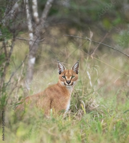 Closeup of a wild caracal lying on the grass in Kruger National Park, South Africa photo