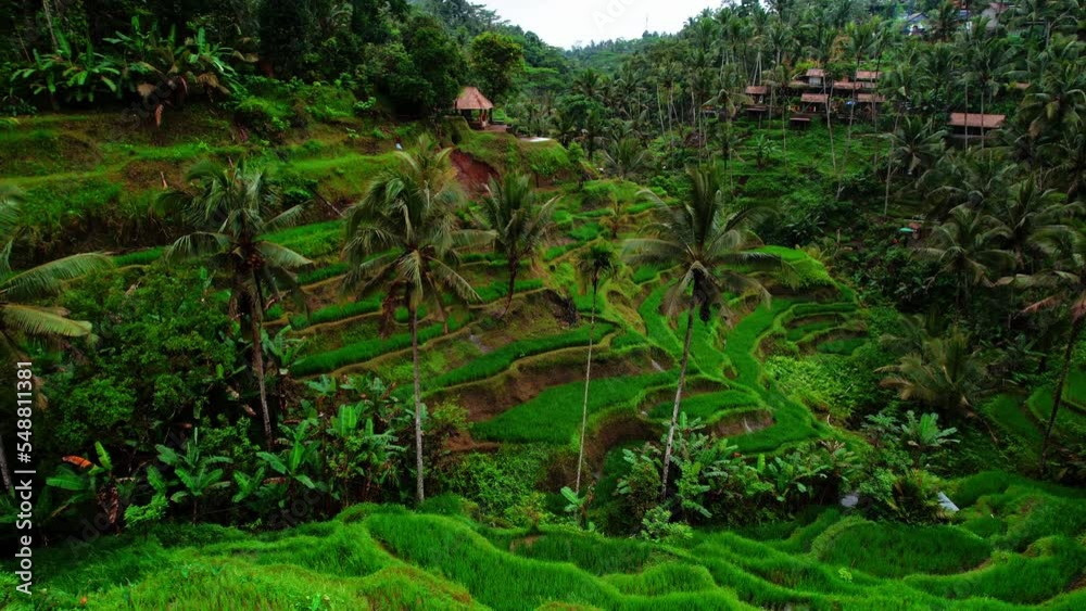 Rice terraces with palmtrees in the jungle Rice terraces with palmtrees in the jungle