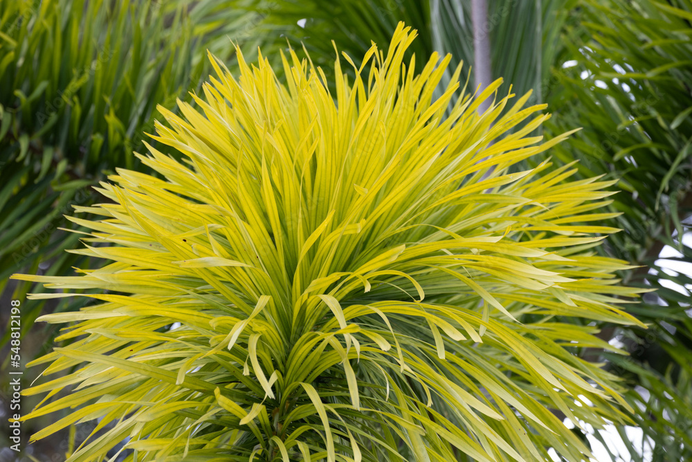 Close up Foxtail Palm (Wodyetia bifurcata) Close up Foxtail Palm (Wodyetia bifurcata)