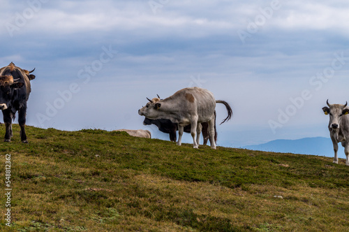 Cattle grazing high in the mountains