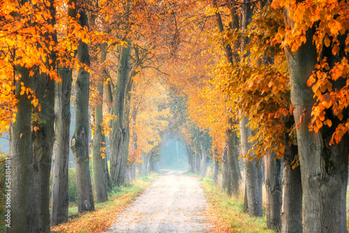 Foto autumn morning in old trees avenue