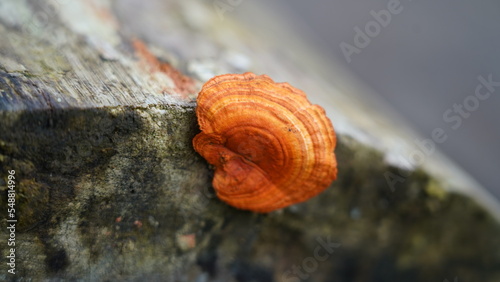 Hedge Gloeophyllum mushrooms on the tree photo
