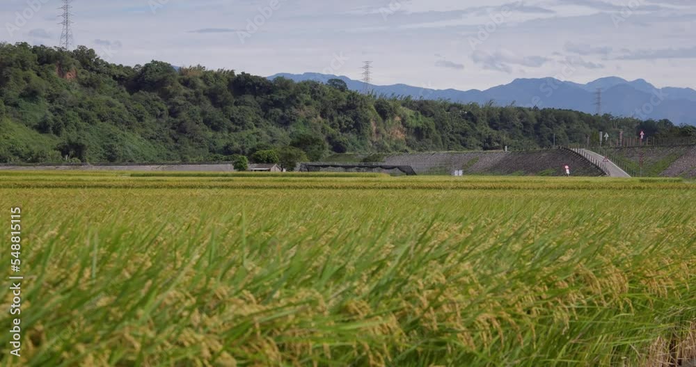 Taichung Waipu paddy rice field Taichung Waipu paddy rice field