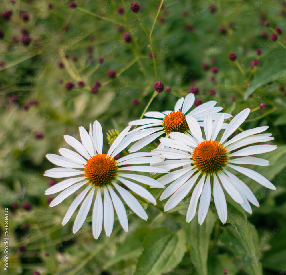 three large white flowers of echinacea