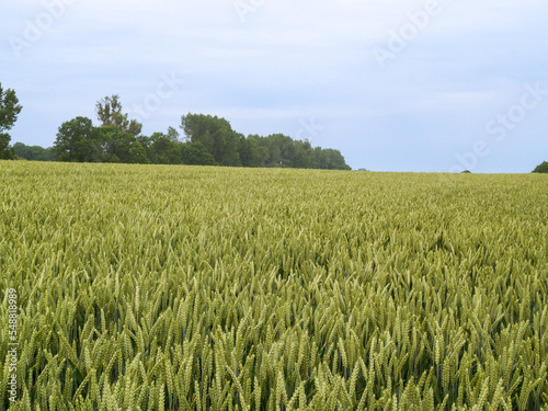 Field of barley in rural England