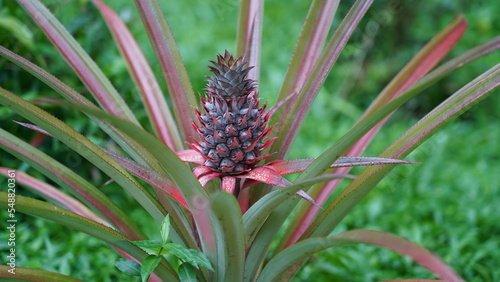 closeup of pineapple