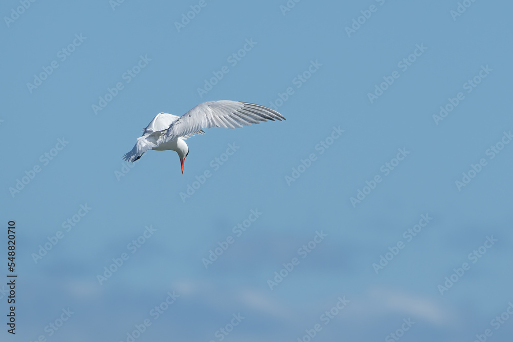 Caspian tern preparing to dive Caspian tern preparing to dive