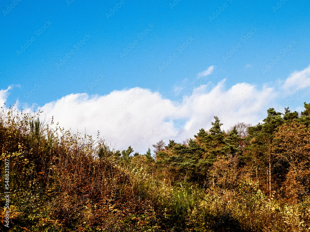 Autumnal trees on blue sky background. Autumnal trees on blue sky background.