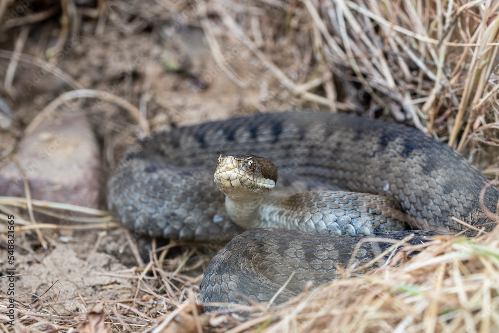 Big asp viper (Vipera aspis) Big asp viper (Vipera aspis)