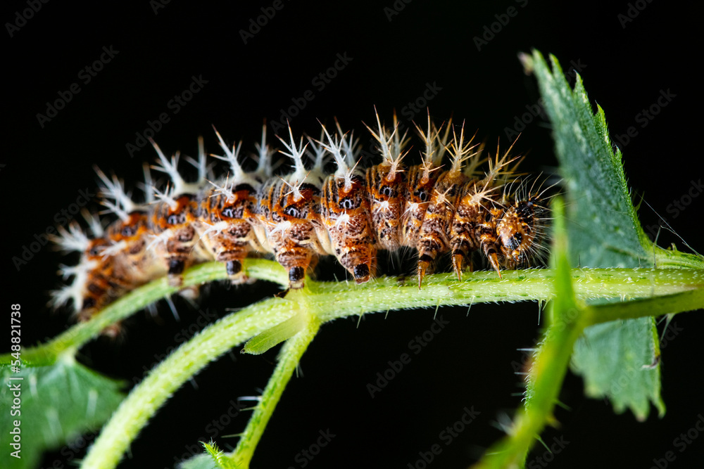 Fototapeta premium The comma caterpillar (Polygonia c album) feeding on a nettle