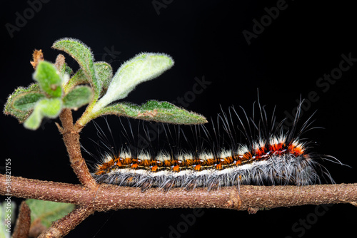 Psilogaster loti Caterpillar on Cistus salviifolius photo