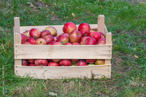 Harvesting new fresh season red apples