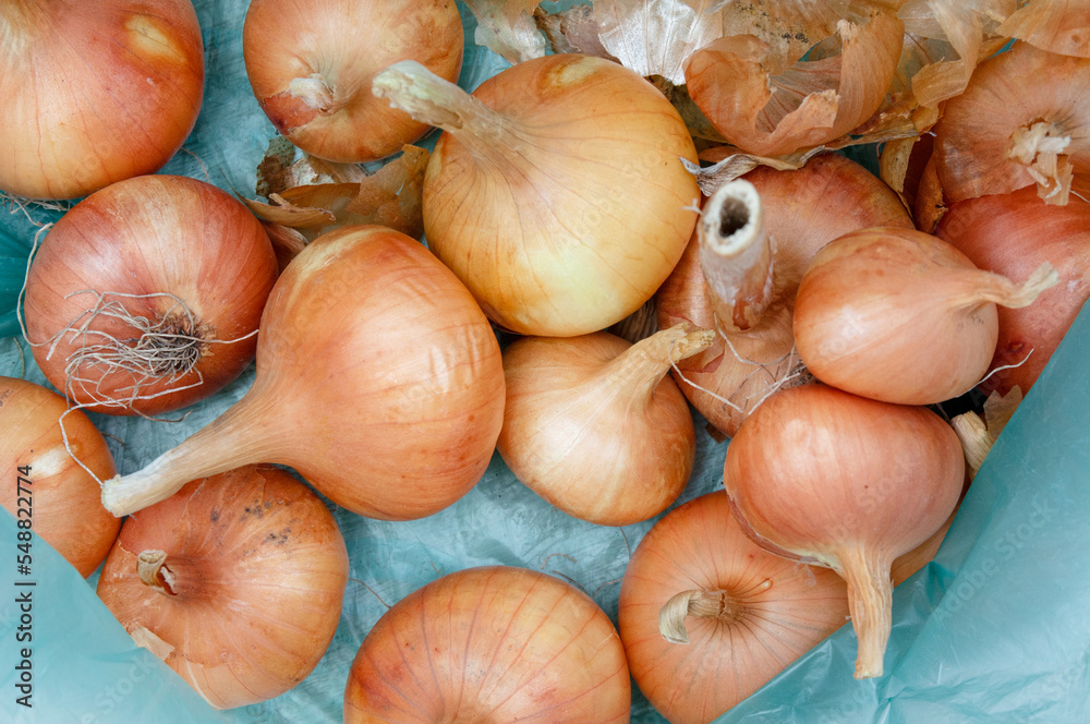 Pile of ripes unpeeled onion bulbs close up Pile of ripes unpeeled onion bulbs close up