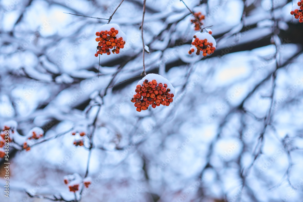 White winter landscape on a city street. Tree branches covered with snow. Frosty air. Cold weather. Sledding and skiing season. White winter landscape on a city street. Tree branches covered with snow. Frosty air. Cold weather. Sledding and skiing season.