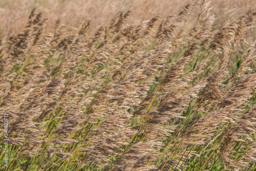 Grass Stipa in the original wild steppe on the territory of the national nature reserve "Askania Nova". Kherson region, Ukraine