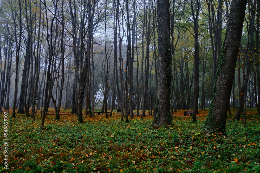 Fototapeta premium Trees in foggy, autumn, public park.