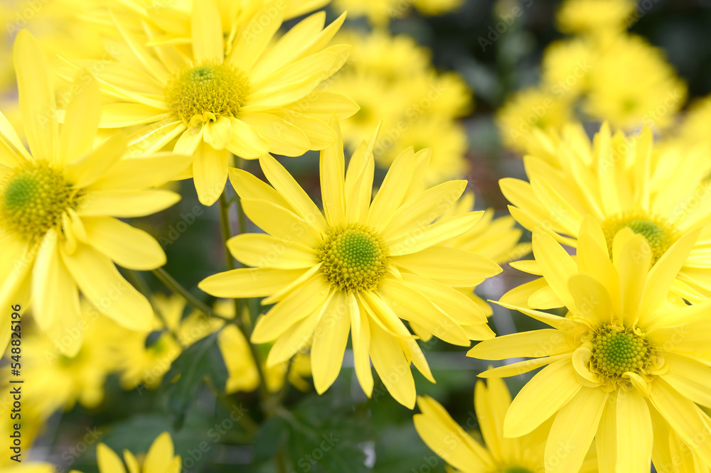 Yellow chrysanthemum close-up in a greenhouse. Beautiful flower. Yellow chrysanthemum close-up in a greenhouse. Beautiful flower.