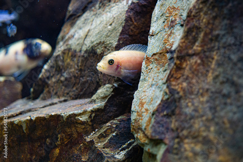 African Cichlids lake Malawi