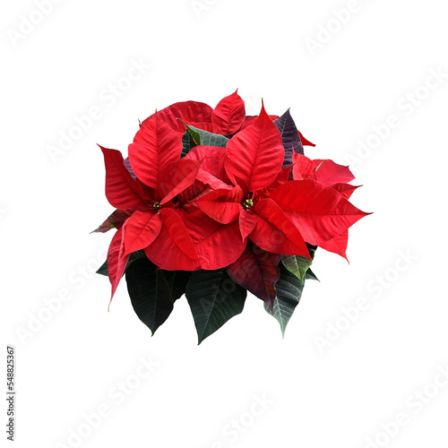 Red poinsettia traditional Christmas flower isolated cut out object, bright seasonal decoration for winter holidays, clipping path photo