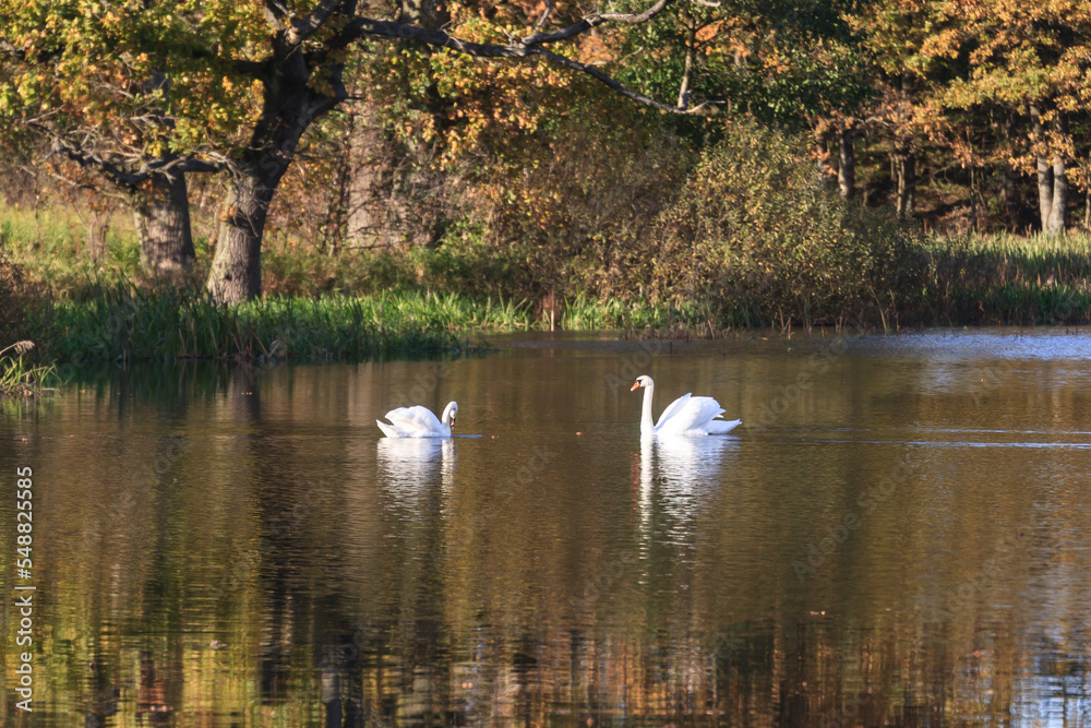 Fototapeta premium Lake with trees on the shore with yellowed foliage and two swans in autumn in sunny weather.