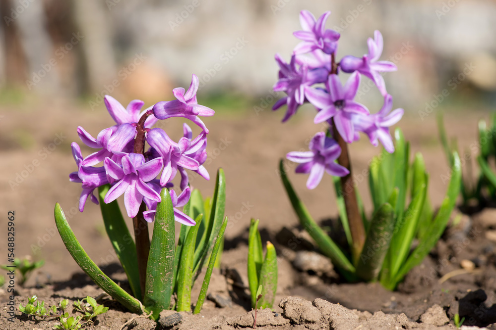 Colorful hyacinths flowering in a spring garden - selective focus Colorful hyacinths flowering in a spring garden - selective focus