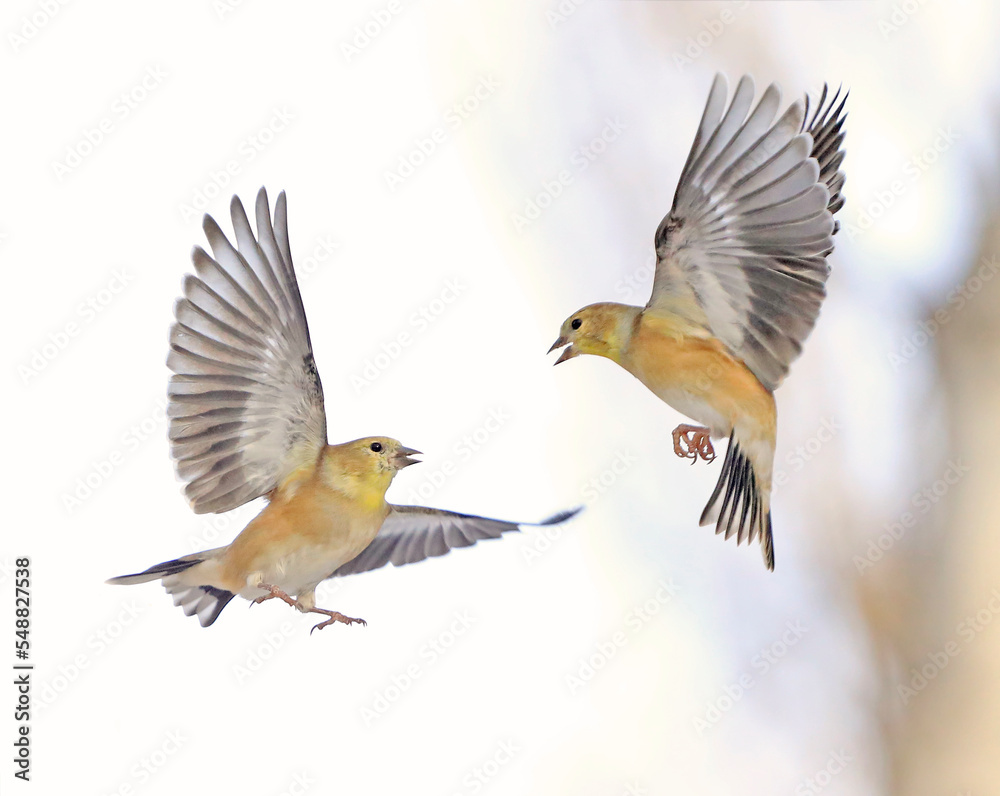 American Goldfinches flying on bright background American Goldfinches flying on bright background