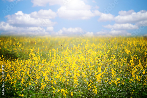 field of yellow flowers © STOCK PHOTO 4 U