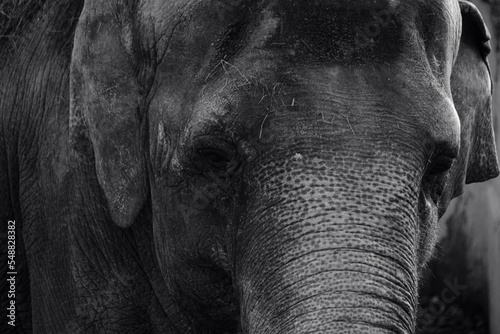Portrait of an elephant in close up black and white image.