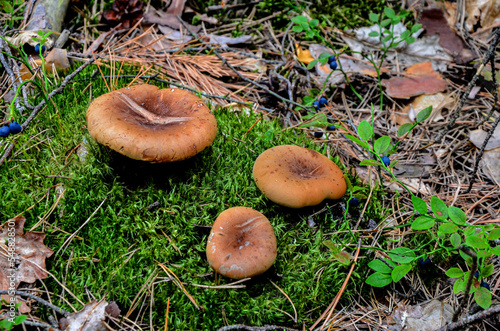 Common paxillus - poison paxillus - naked brimcap (Paxillus involutus)