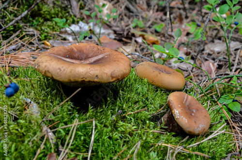 Common paxillus - poison paxillus - naked brimcap (Paxillus involutus) photo