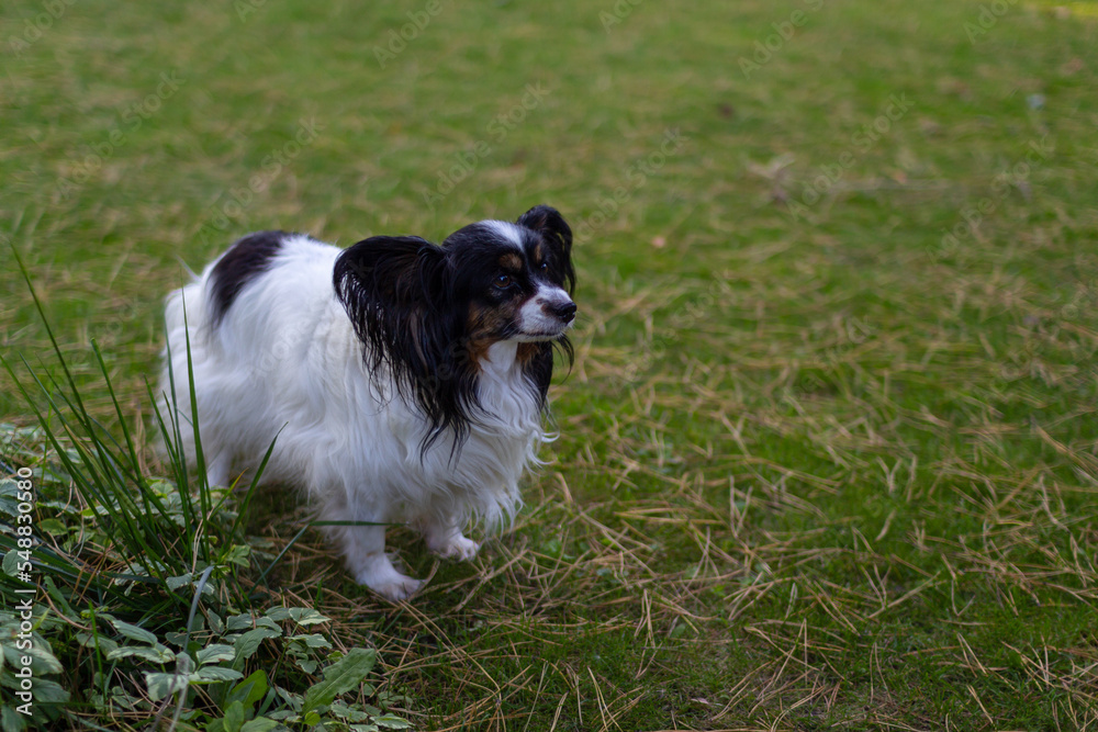 Cute black and white Papillon or Continental Toy Spaniel dog walking on the meadow Cute black and white Papillon or Continental Toy Spaniel dog walking on the meadow