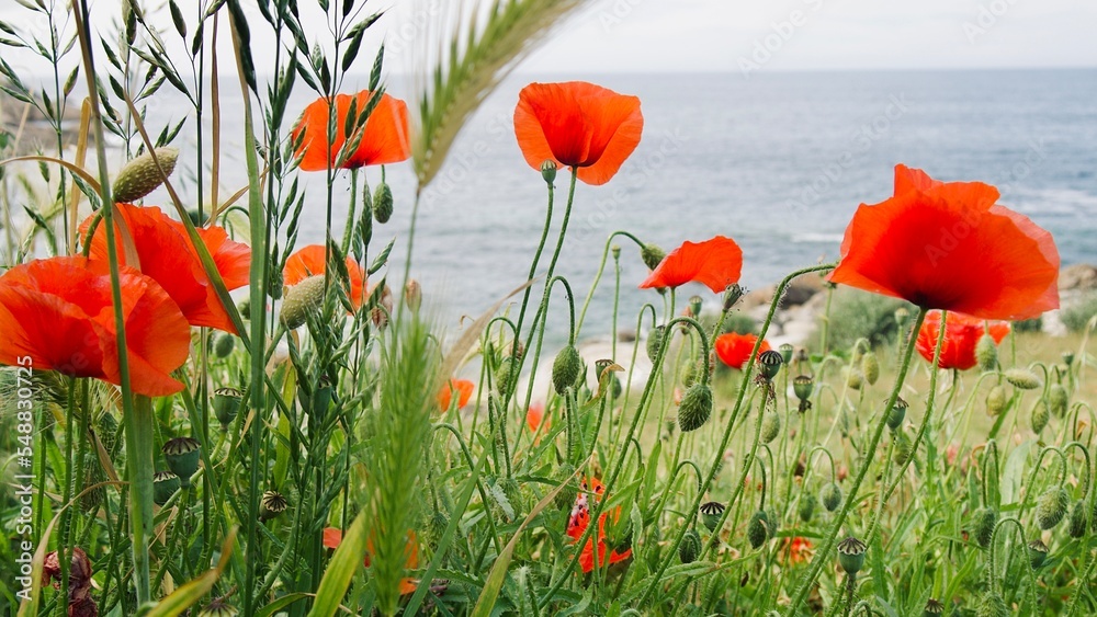 Obraz premium field of poppies