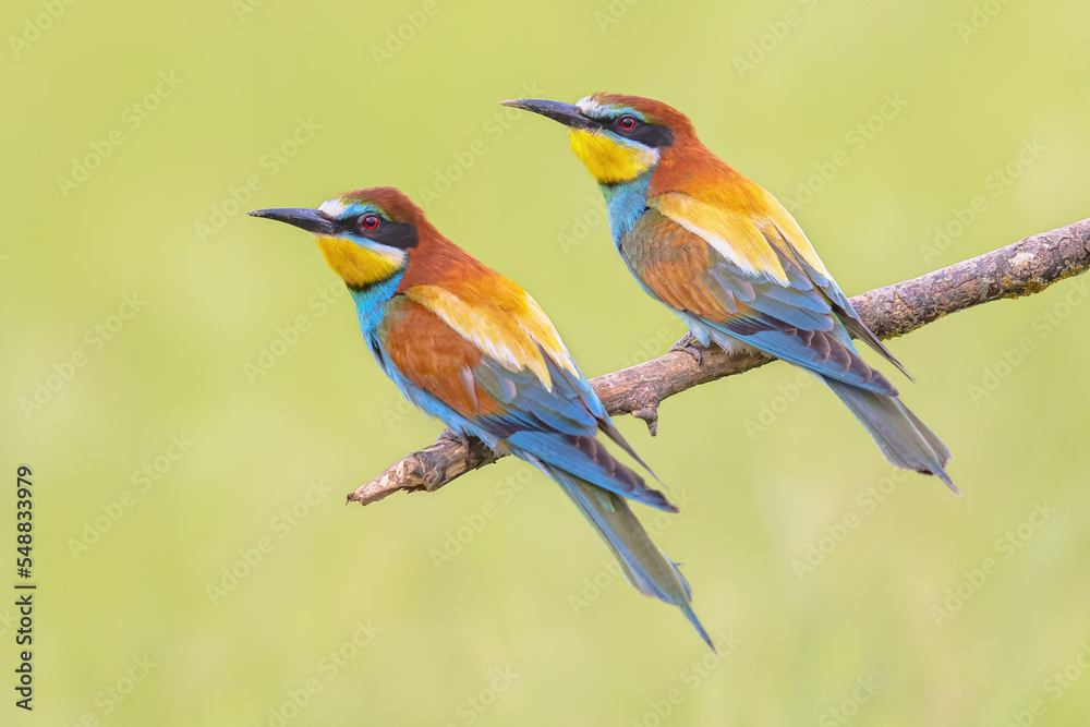 Couple of European Bee Eater perched on branch Couple of European Bee Eater perched on branch