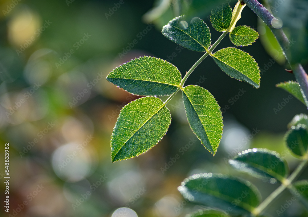 Green leaves in the sunshine Green leaves in the sunshine