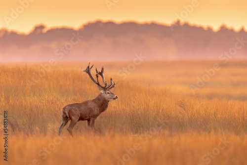 Male red deer buck displaying at sunset in natural habitat on Veluwe