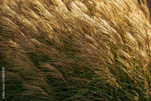 trawy © Przemyslaw