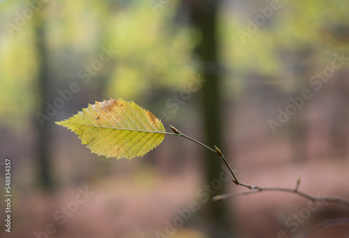 Autumn leaf in the forest