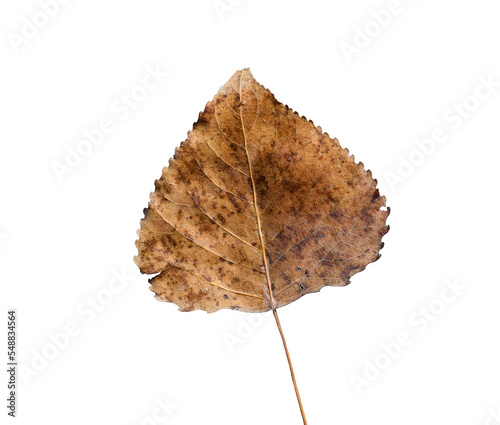 Fotografie, Obraz Autumn leaf of a Canadian or cultivated poplar