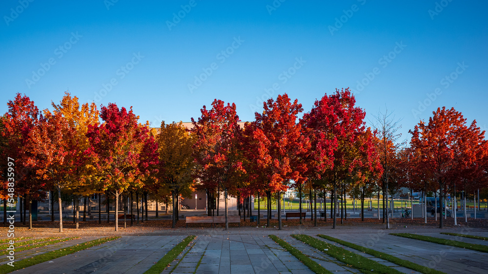red leaves autumn trees at Kanzleramt in Berlin red leaves autumn trees at Kanzleramt in Berlin