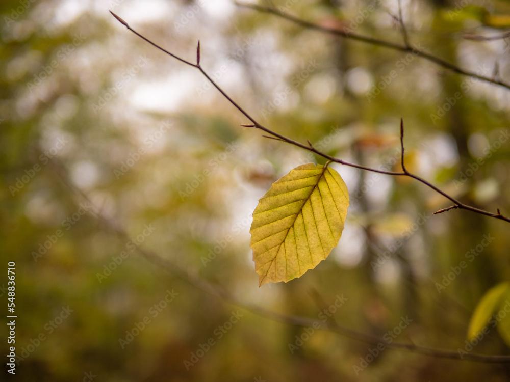 Obraz premium Autumn leaf in the forest