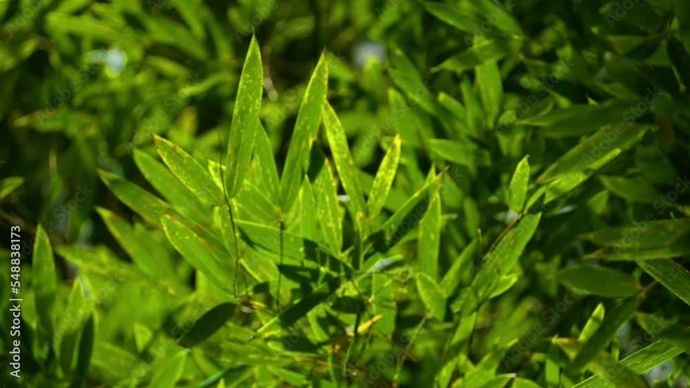 green bamboo grass close up green bamboo grass close up