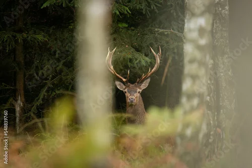 Fototapeta Jeleń na rykowisku