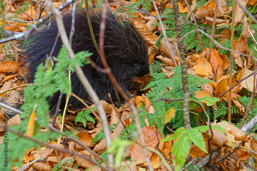 A porcupine hides in the fallen foliage of a canadian forest photo