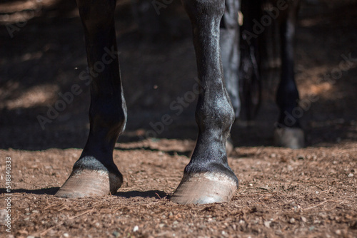 Black andalusian horse hooves. Picture of beautiful Equus caballus legs.