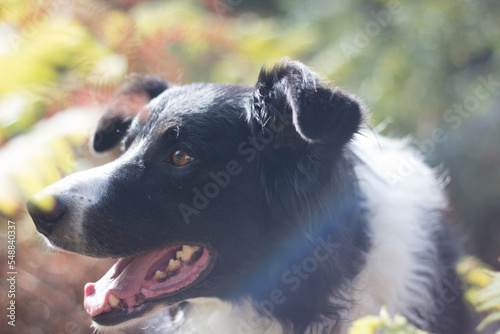 Fototapeta Naklejka Na Ścianę i Meble -  Portrait of beautiful Border Collie dog in a meadow with rainbow reflection. Happy Canis Lupus Familiaris picture