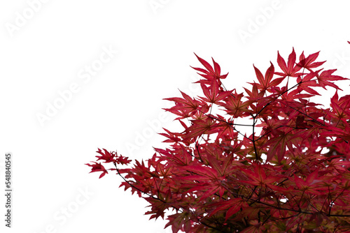 Isolated branch with red autumn leaves .