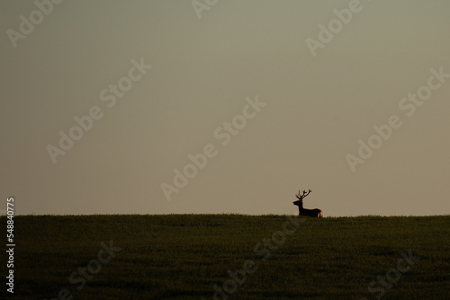 Jeleń na horyzoncie © Pawel