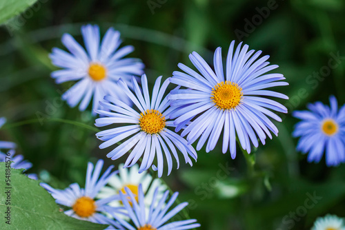 Blue daisy Felicia heterophylla closeup  delicate purple chamomile with yellow stamens