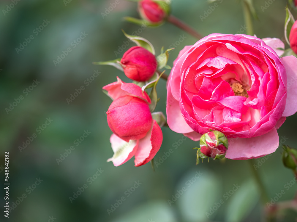 Close-up of a pink rose on green background Close-up of a pink rose on green background
