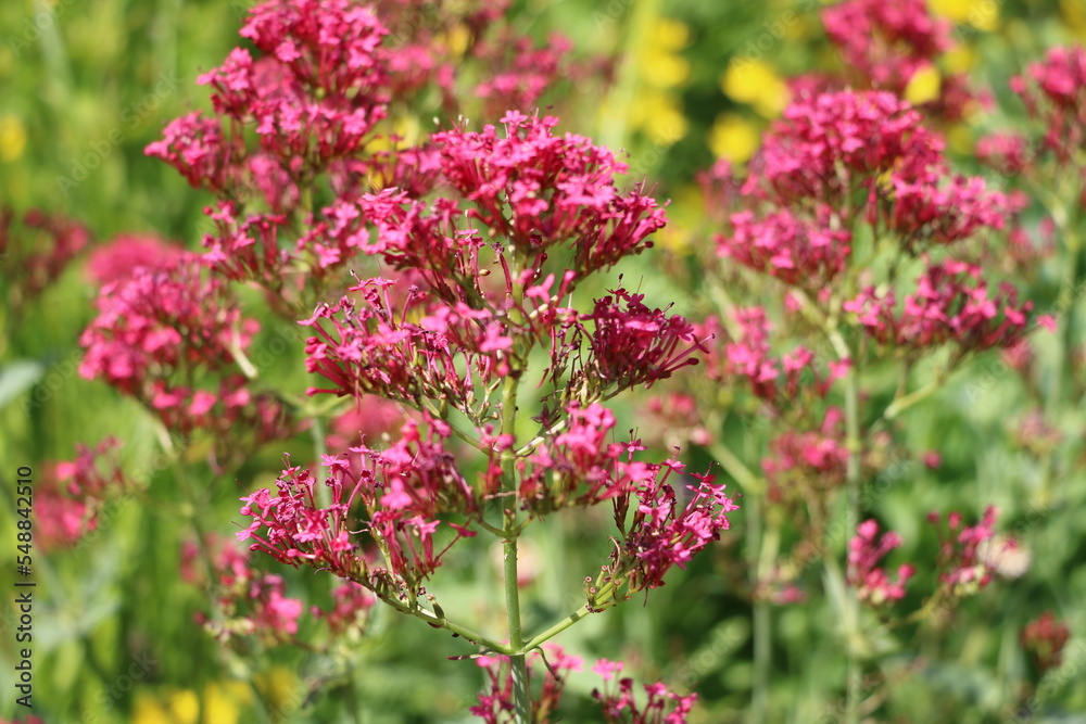 Pink blooming Centranthus ruber in summer